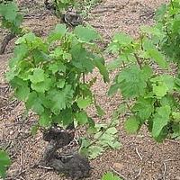 Як вирощувати виноград: розмноження зеленими живцями