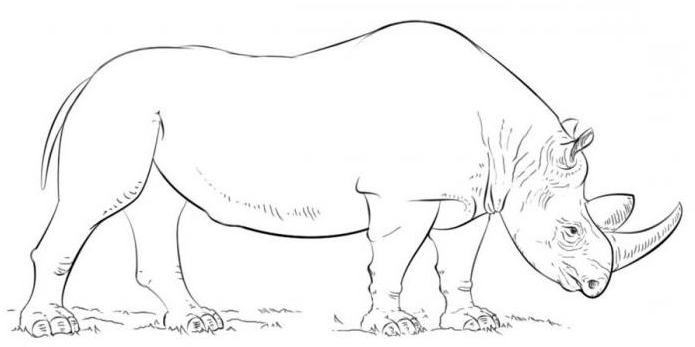 як намалювати носорога олівцем поетапно для дітей