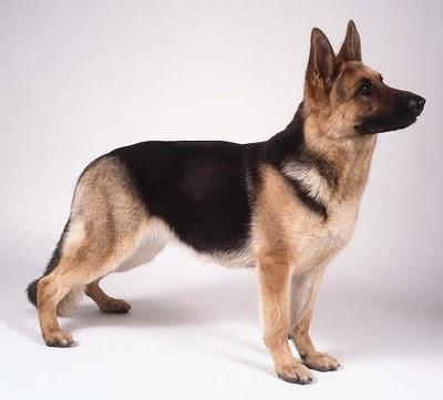 Найкрасивіша порода собак - ТОП-3