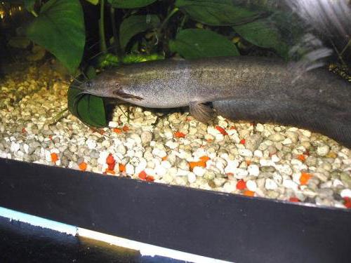 Сомик: батьківщина рибки акваріумний
