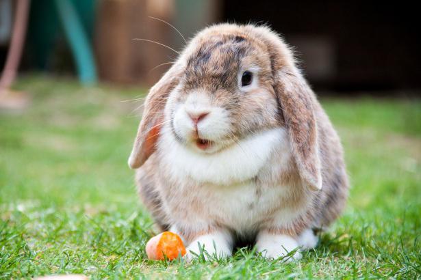Висловухі кролики - дивовижні тварини