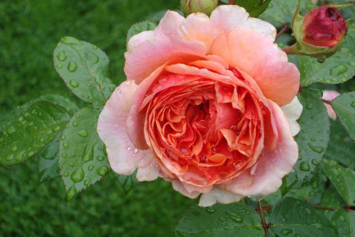 Чиппендейл - троянда як твір мистецтва