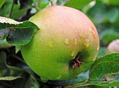 як правильно обрізати яблуню восени