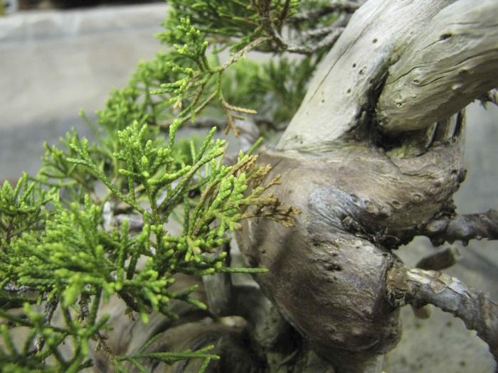 Козацький ялівець: посадка і догляд за рослиною