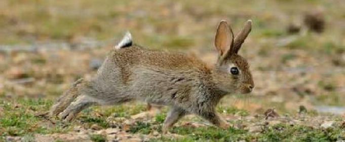До чого сниться заєць або кролик? До чого сниться убитий заєць?