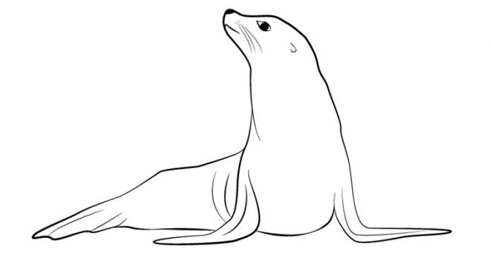як намалювати тюленя