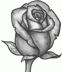 Урок малювання: як правильно малювати троянди