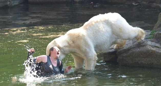 напад білого ведмедя