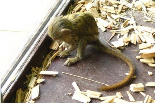 Найменша мавпа - карликова ігрунка