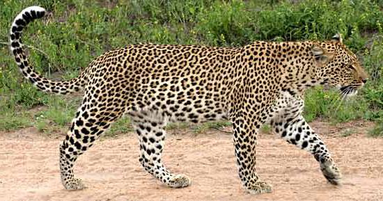 в якій природній зоні мешкає леопард
