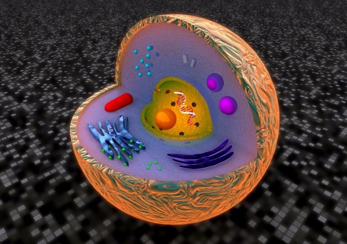 Еукаріотична клітина і її структурно-функціональна організація