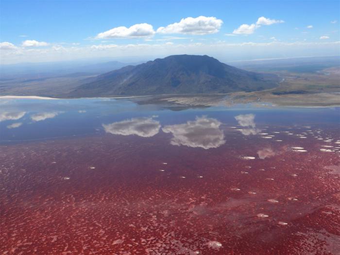 Феномен озера Натрон - краса і жах дикої природи Танзанії