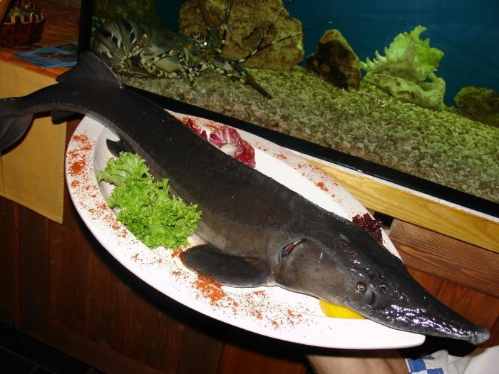 Риба стерлядь - воістину царський представник сімейства Осетрові